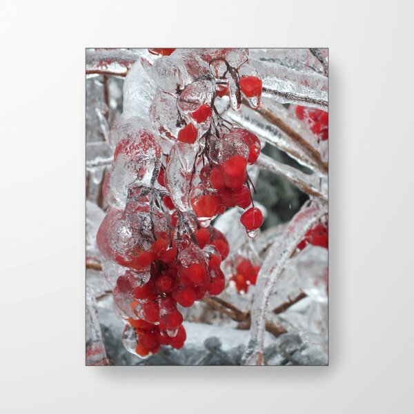 Frost rote Beeren - Akustikbild
