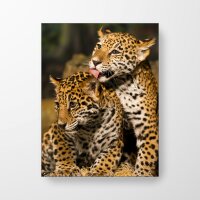 Tierbabys Leoparden - Akustikbild