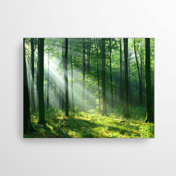 Sonnenstrahlen im Wald - Akustikbild