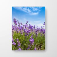Lavendel unter blauem Himmel - Spanntuch