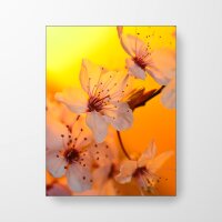 Wild Cherry Blossom - Spanntuch