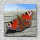 Akustikbild Schmetterling Tagpfauenauge Quadrat