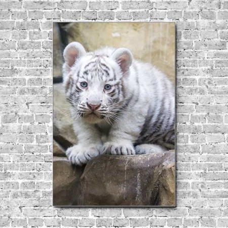 Akustikbild Tierbabys weißer Tiger Hochformat