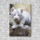 Akustikbild Tierbabys weißer Tiger Hochformat