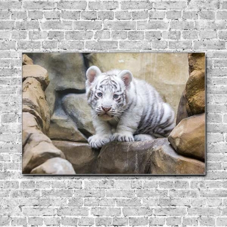 Akustikbild Tierbabys weißer Tiger Querformat