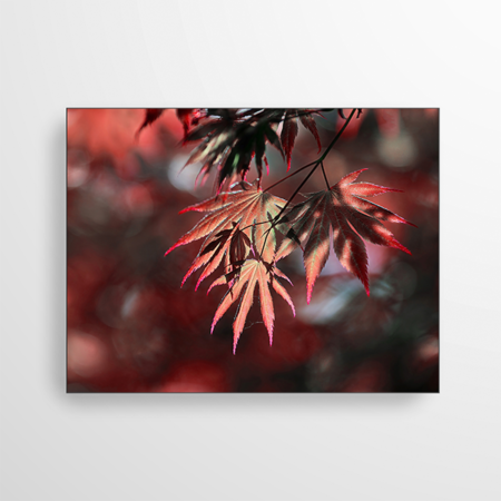 Auf dem Foto sind die Blätter des Japanischen Ahorn zu sehen. Rot eingefärbt sind sie das perfekte Herbst Motiv.