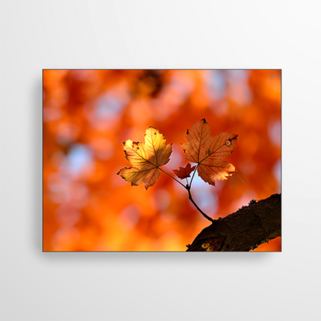 Das Bild zeigt drei Ahorn Blätter. Durch den Herbst haben sie sich rot-braun verfärbt. Im Hintergrund verschwimmen die bunten Blätter zu einem beruhigenden Rotton.