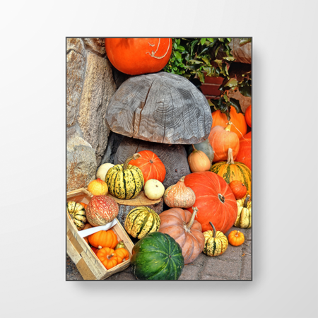 Das Bild zeigt zahlreiche Kürbisse in verschiedenen Farben und Formen. Das perfekte Herbst Motiv.