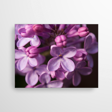 Das Bild zeigt in einer Nahaufnahme die Blüten eines Flieder Strauches. Einige Blüten sind noch geschlossen, andere geöffnet. Das Bild wird von den Farben rosa, flieder, lila, violett dominiert.
