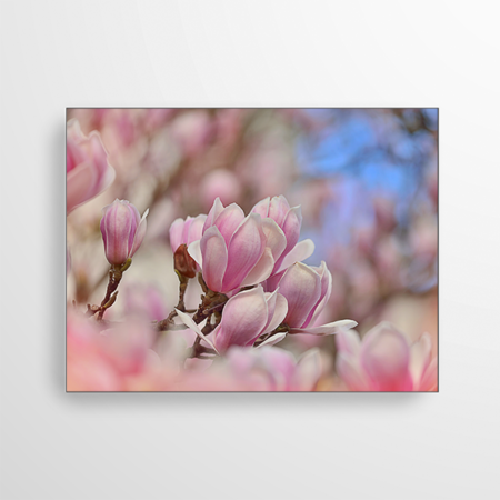 Das Akustikbild verbessert den Raumklang und zeigt zarten rosa Magnolien Blüten.
