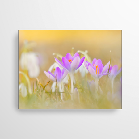 Dieses Akustikbild besteht aus einem Aluminiumrahmen und einem textilen Spanntuch mit individuellem Motiv. Die sanft violetten Krokus Blüten symbolisieren das Frühlingserwachen und verbessern gleichzeitig Ihren Raumklang.