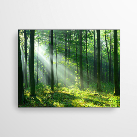 Das Akustikbild zeigt das Grün eines Waldes, durch dessen hohe Bäume einige Sonnenstrahlen scheinen.